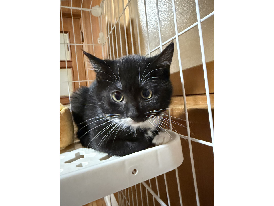 あご髭とソックスが可愛い黒猫