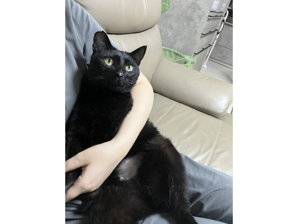 黒猫 UDF ディック・ブルーナ（シリーズ2） 黒猫 – MCT TOKYO