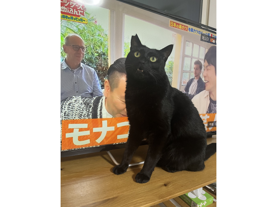 猫]三重県三重郡菰野町の里親募集 人が大好きなおしゃべり黒猫ちゃん