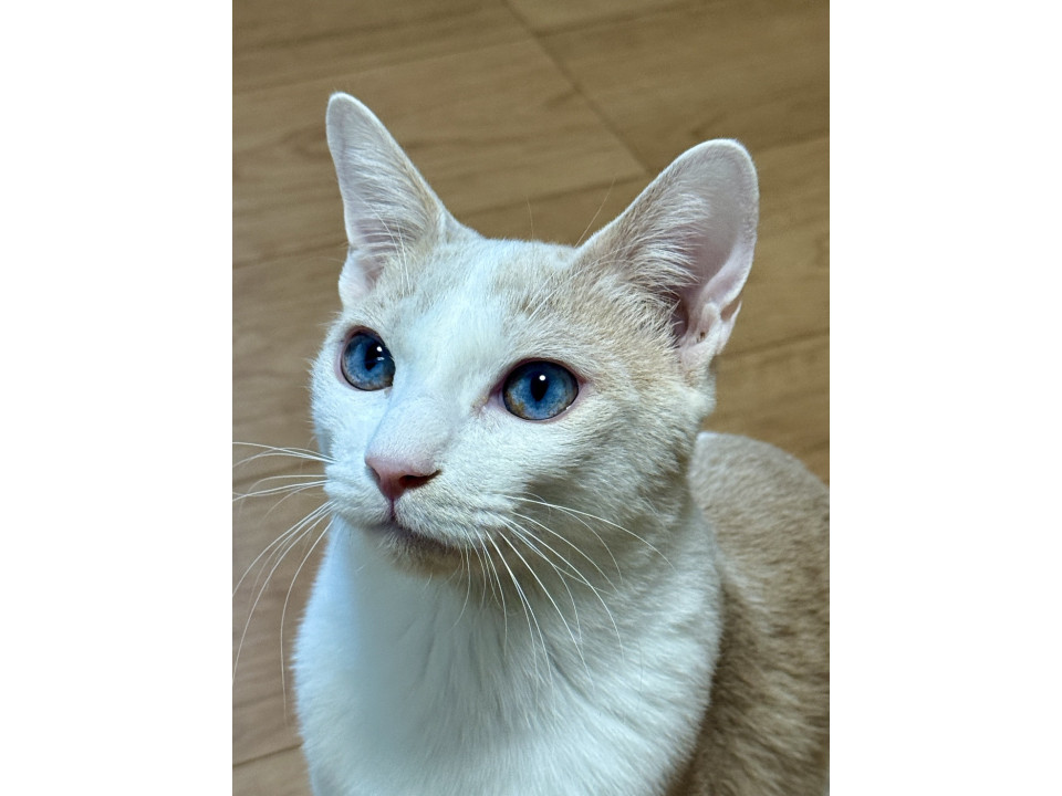 青い目のクリーム白男子