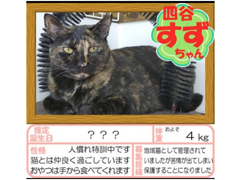 緊張しながらナデナデできる女子
