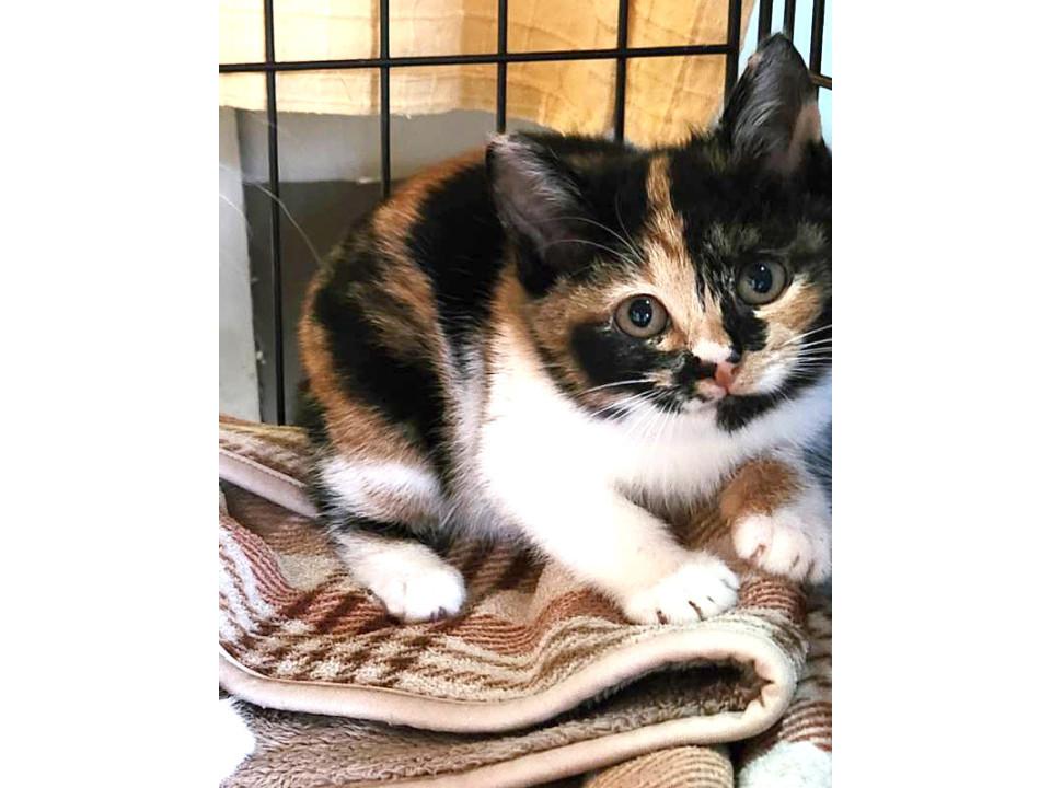猫]東京都豊島区の里親募集 かわいい三毛猫・のこちゃん・メス