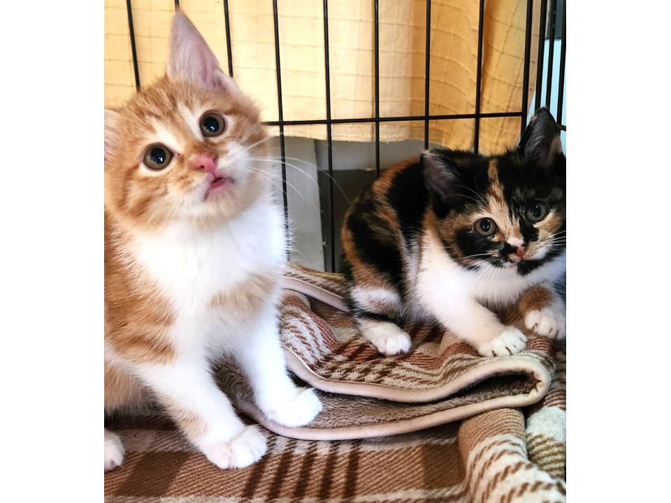 猫]東京都豊島区の里親募集 かわいい三毛猫・のこちゃん・メス