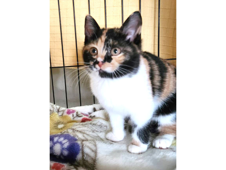 猫]東京都豊島区の里親募集 かわいい三毛猫・のこちゃん・メス
