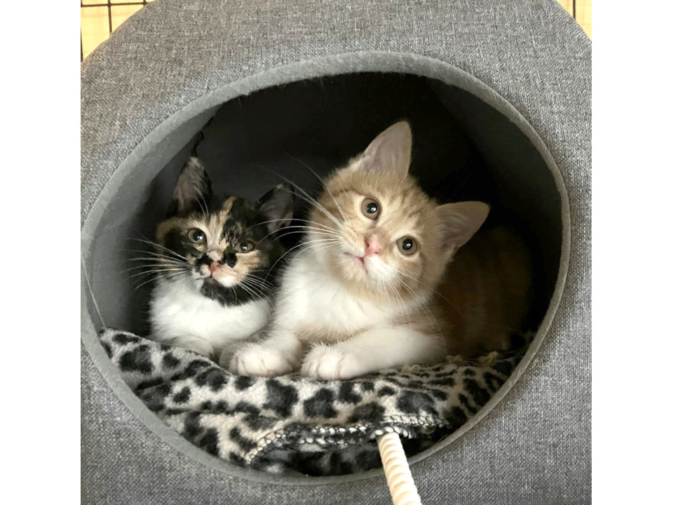 猫]東京都豊島区の里親募集 かわいい三毛猫・のこちゃん・メス