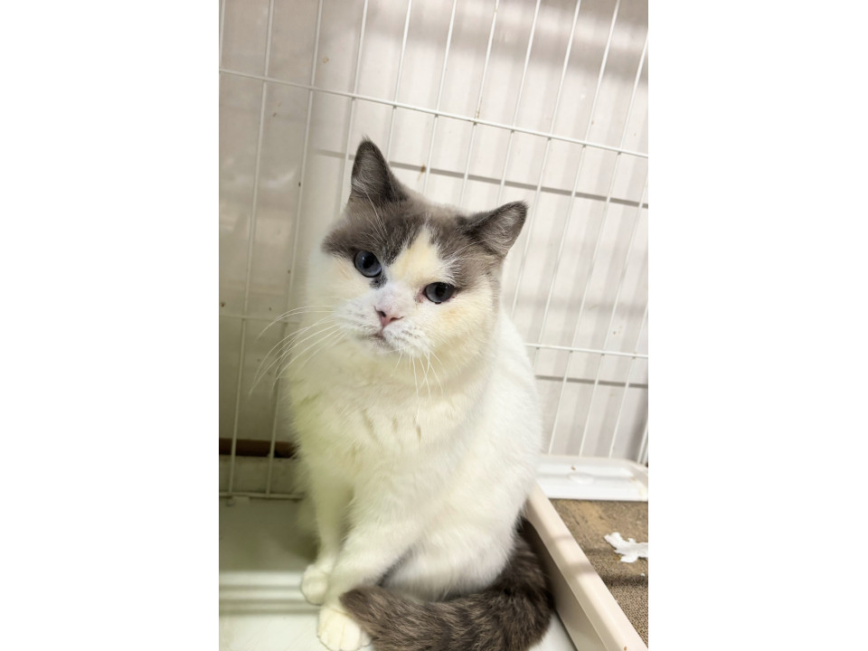 丸顔ツンデレのスコティッシュ