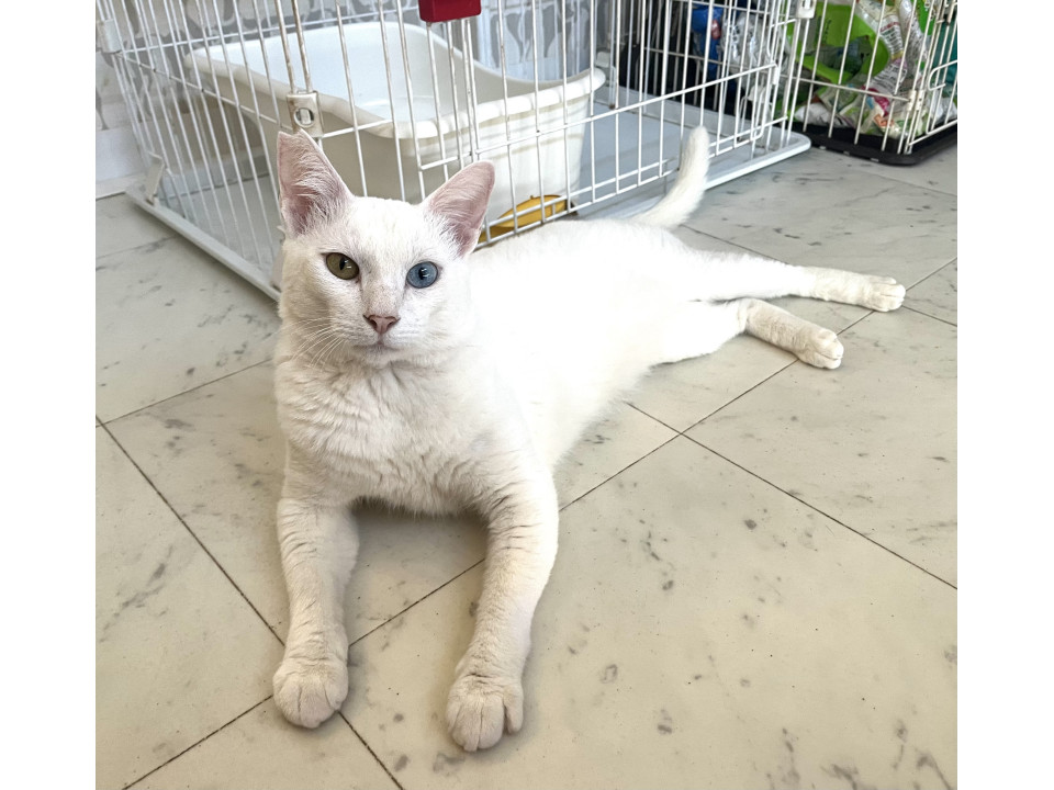 オッドアイの甘えん坊くん