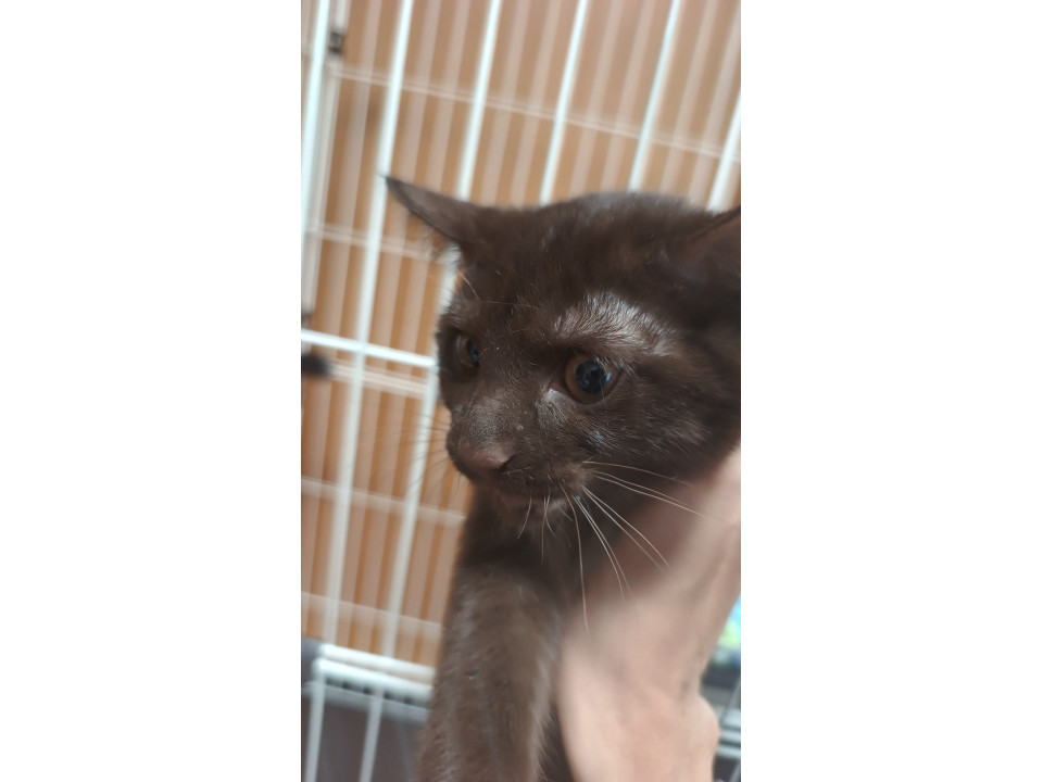 里親募集｜こげ茶の男の子