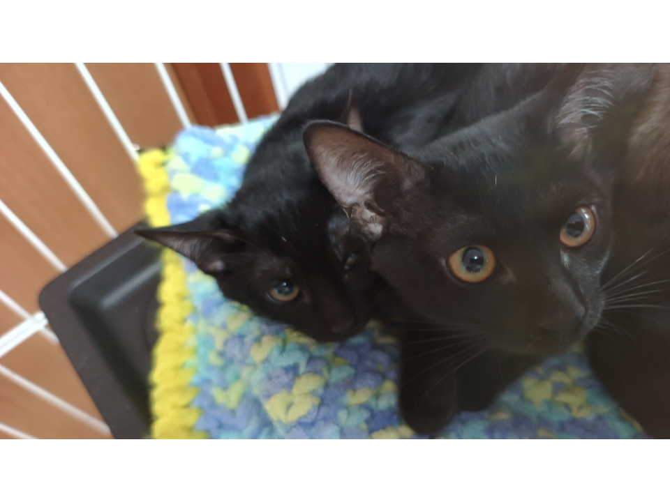 里親募集｜黒猫の兄妹（オス・メス）