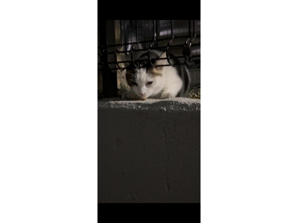 お外で頑張るふくちゃん