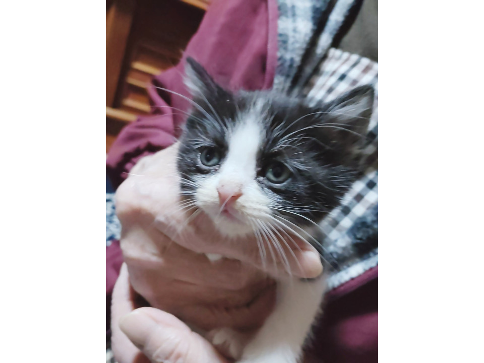 可愛い白黒ハチワレちゃん