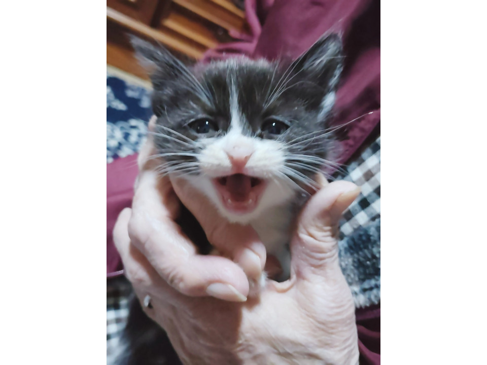 ヤンチャ白黒ハチワレちゃん