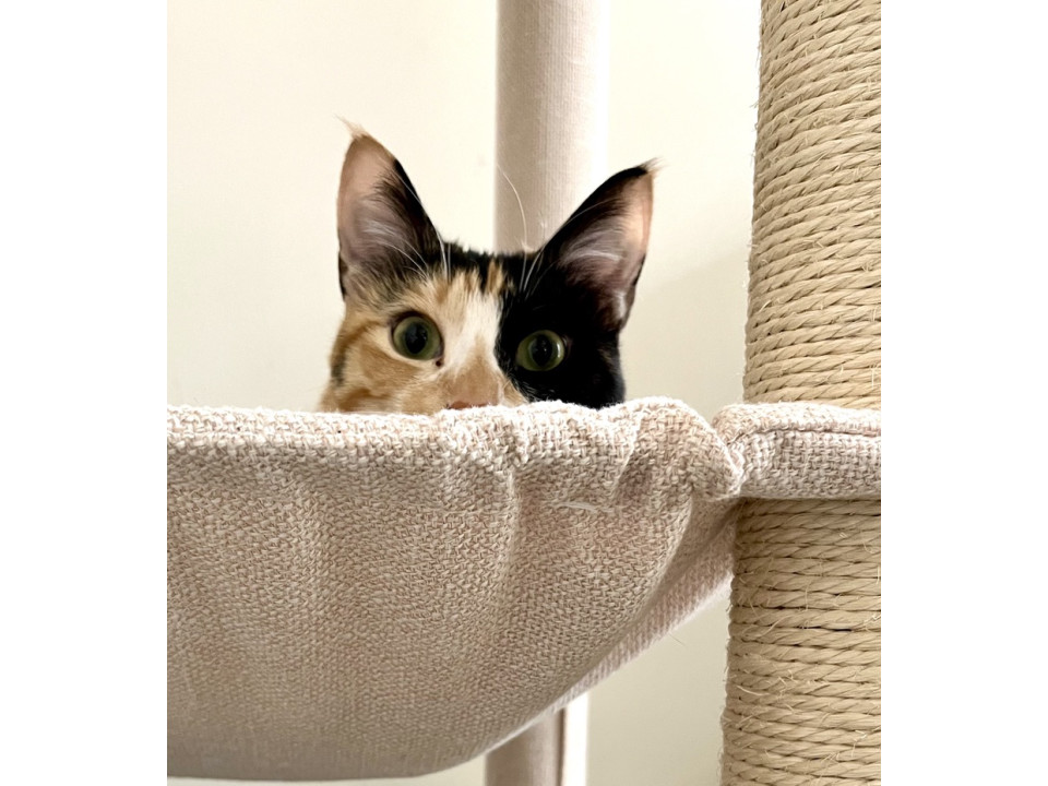 美猫黒ミケ★１才半★お見合いok