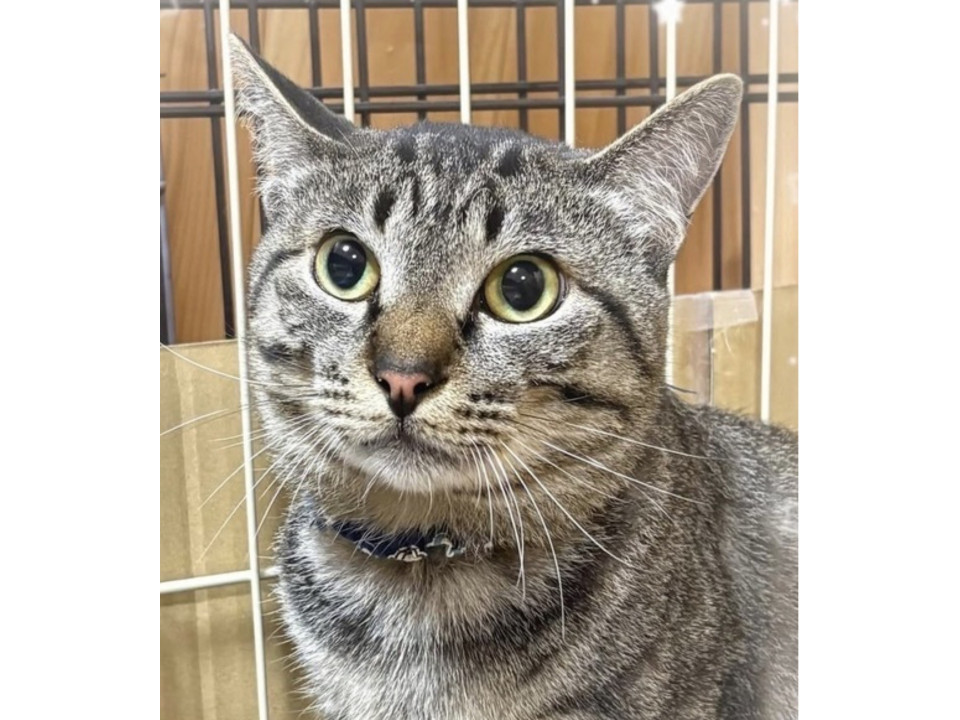 可愛い声の大和✨ひとりっ子希望