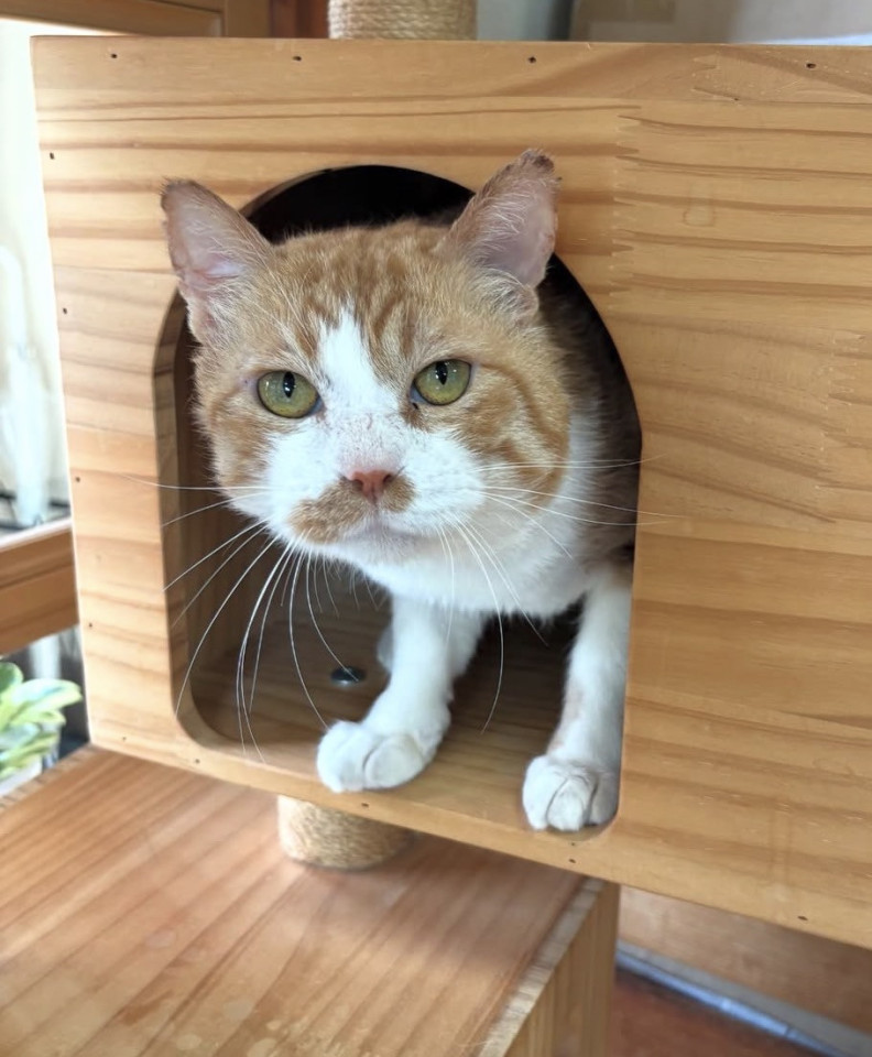 ポンポン尻尾の茶トラ✨人慣れバッチリです