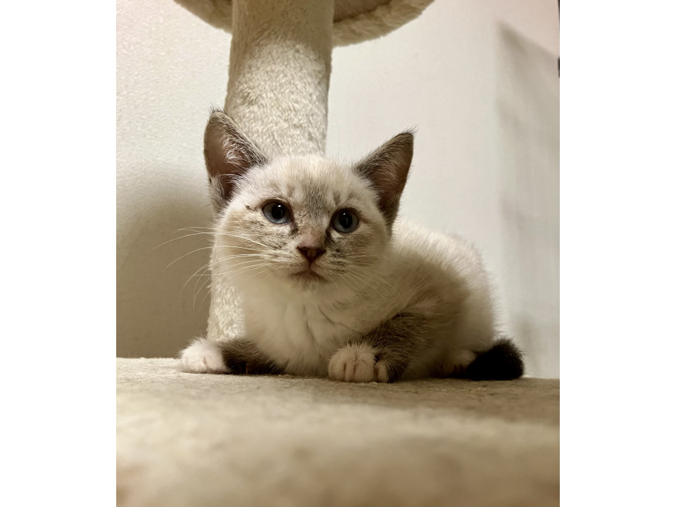 可愛らしい　アノちゃん