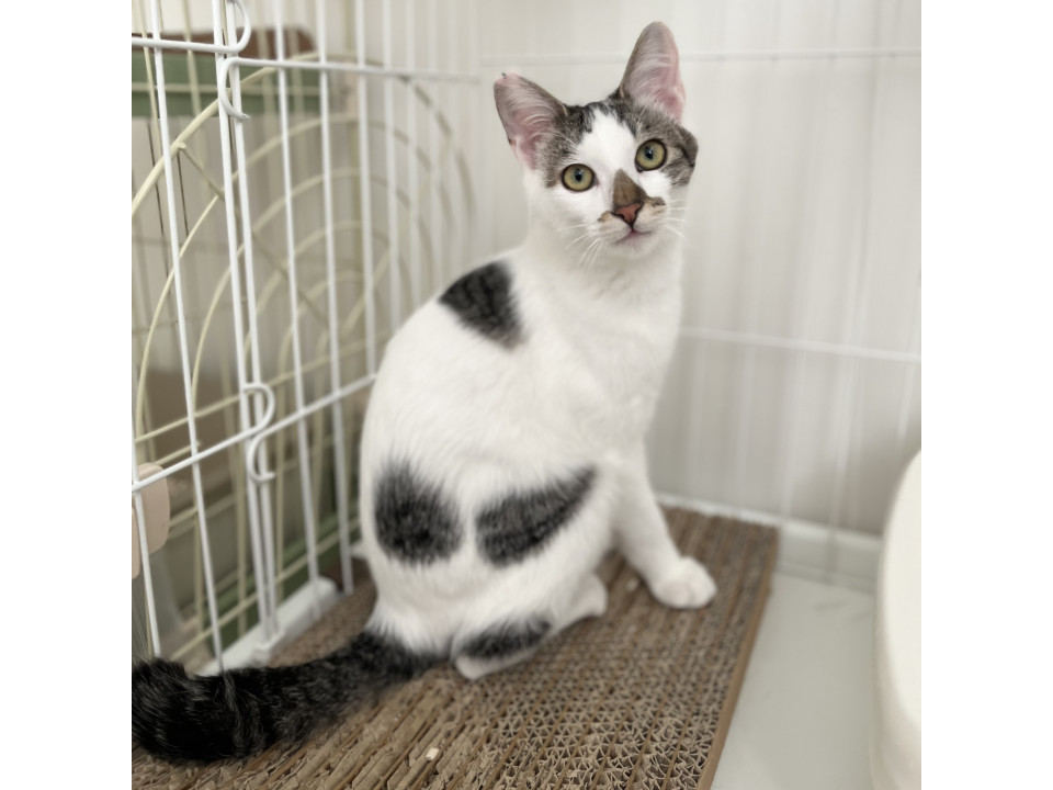 【12/21譲渡会参加】ナルくん