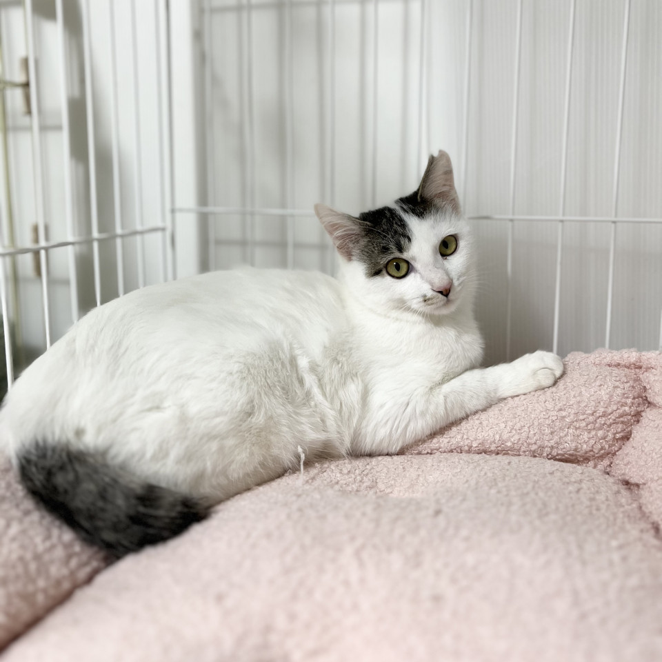 【12/21譲渡会参加】ラナちゃん