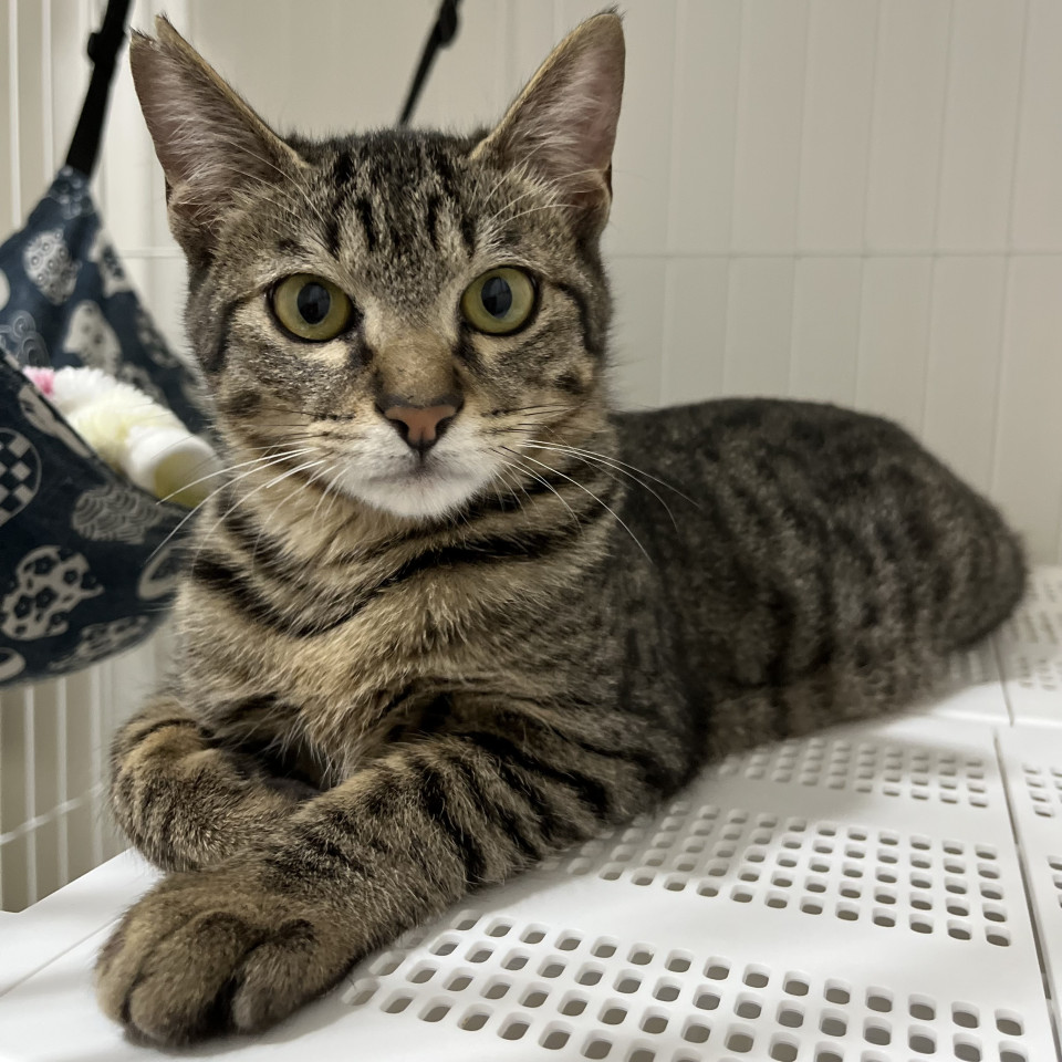 【12/21譲渡会参加】カイくん