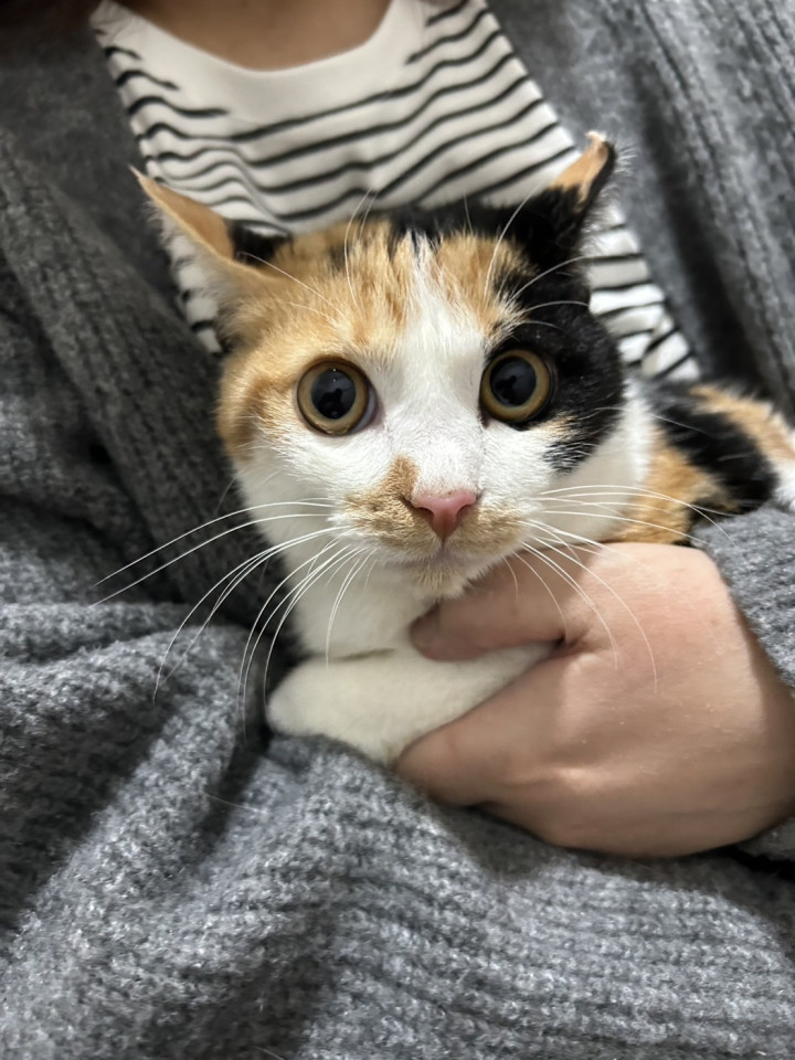 【12/21譲渡会参加】マナちゃん