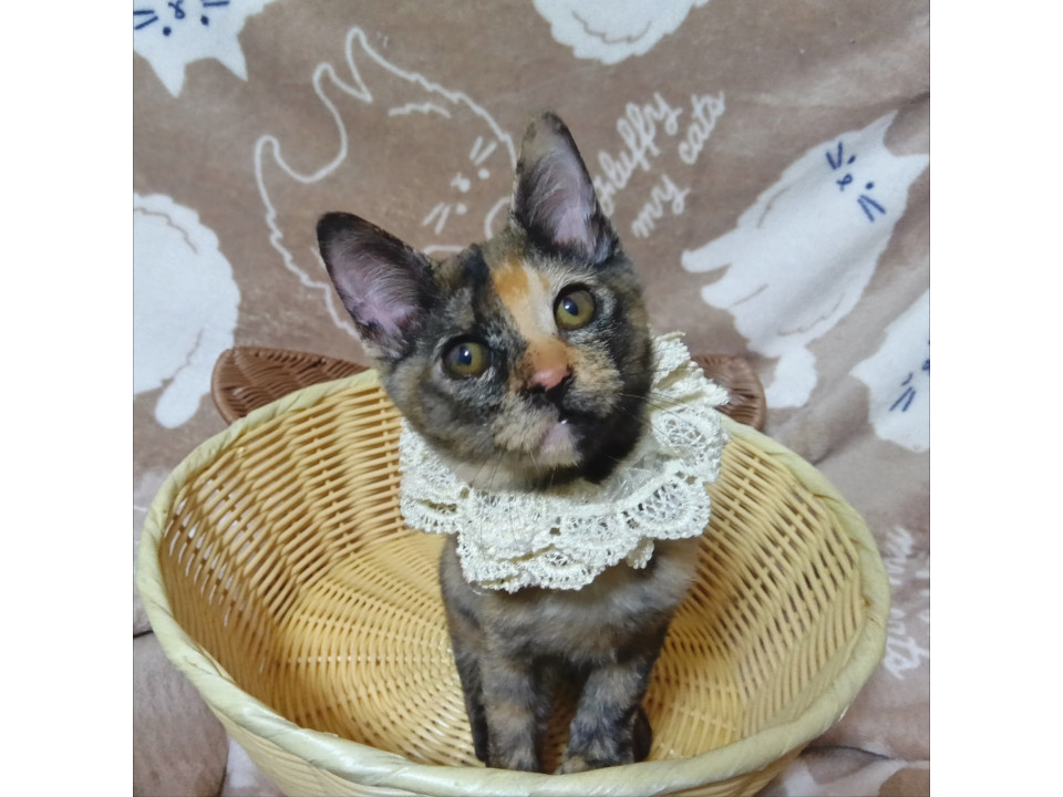 人間大好き★超おてんば★小さいお子様も◎