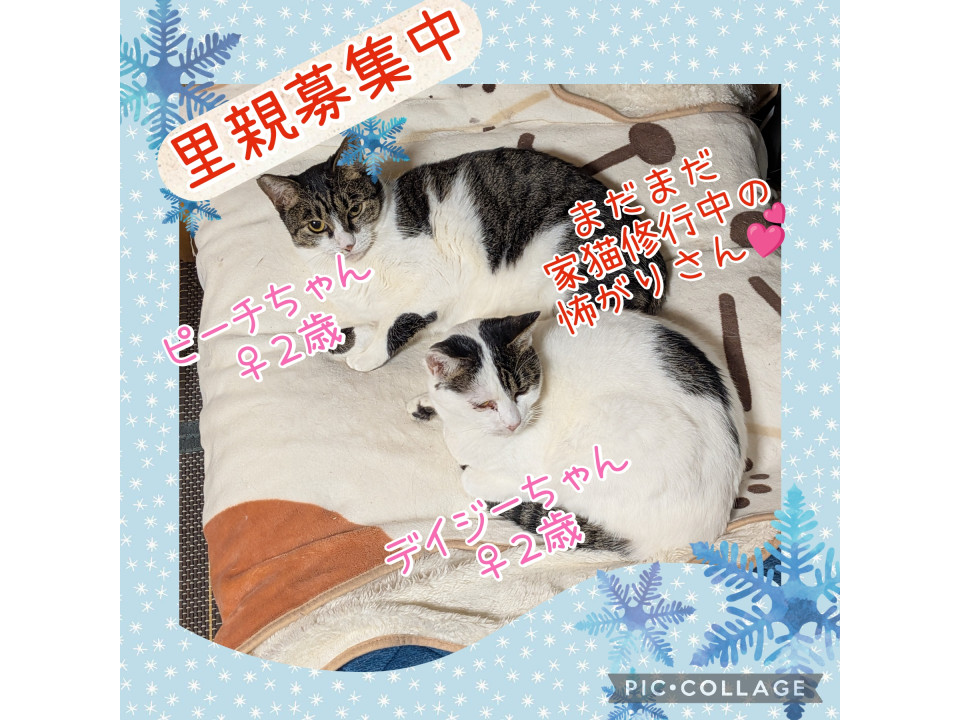 家猫修行中の白キジ美猫♥デイジーちゃん