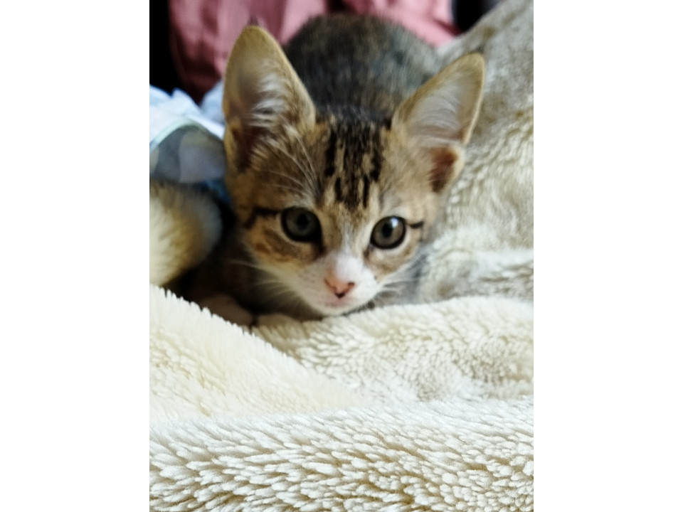 家族にして頂ける方、お願い致します。