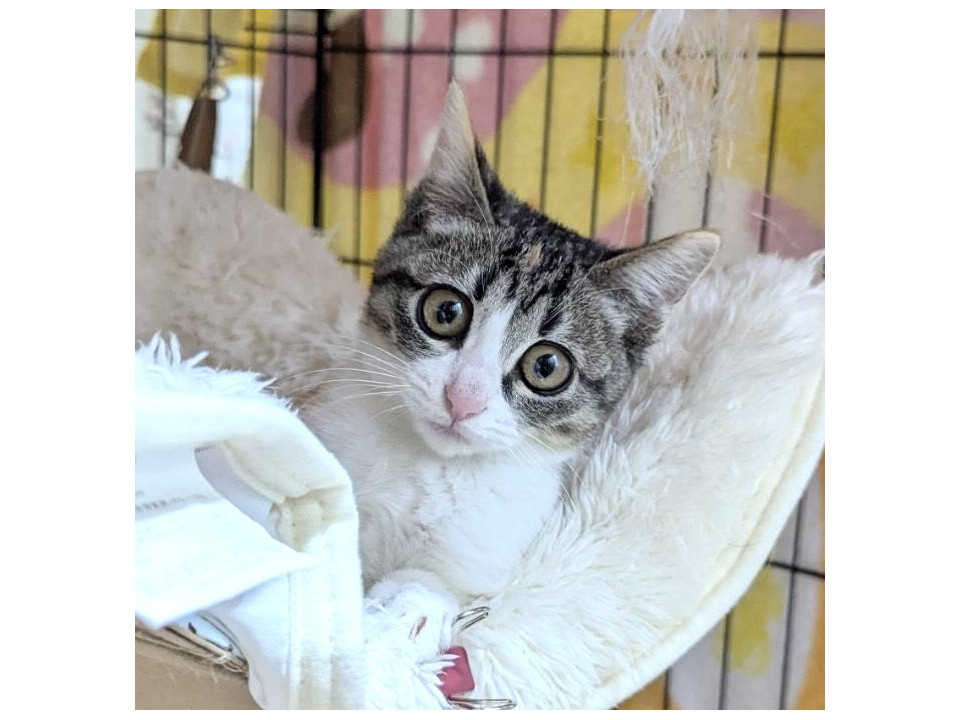 どんぐりお目々の優しいパンプキンちゃん