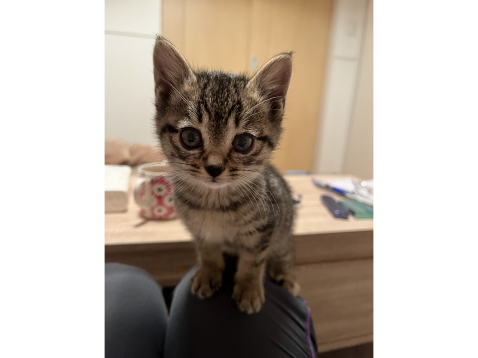 超甘えん坊な女の子です。