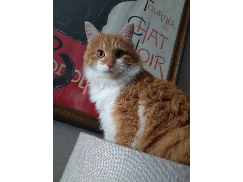 もふもふ白茶トラ?里親募集中