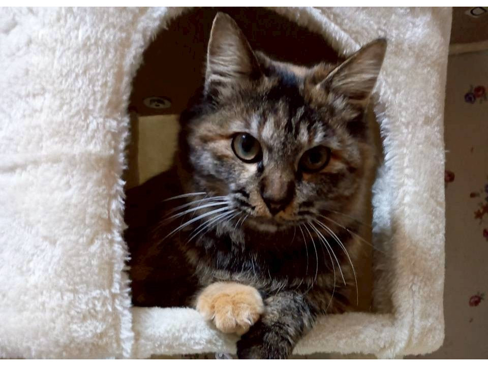 ふわふわモフモフ❣️甘えん坊の女の子