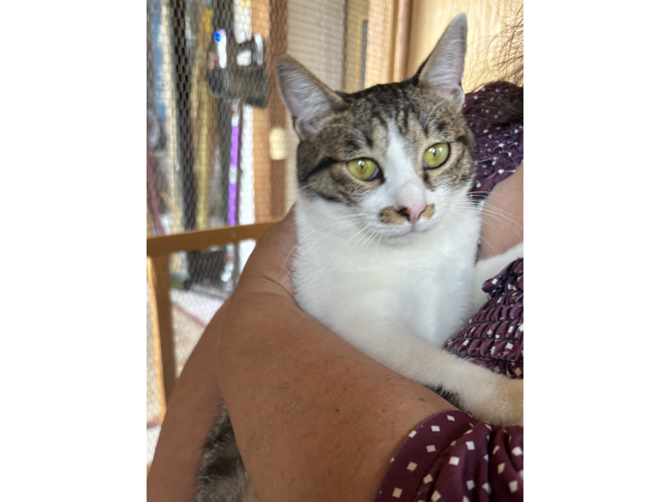 まんまるで可愛い猫ちゃんの里親募集