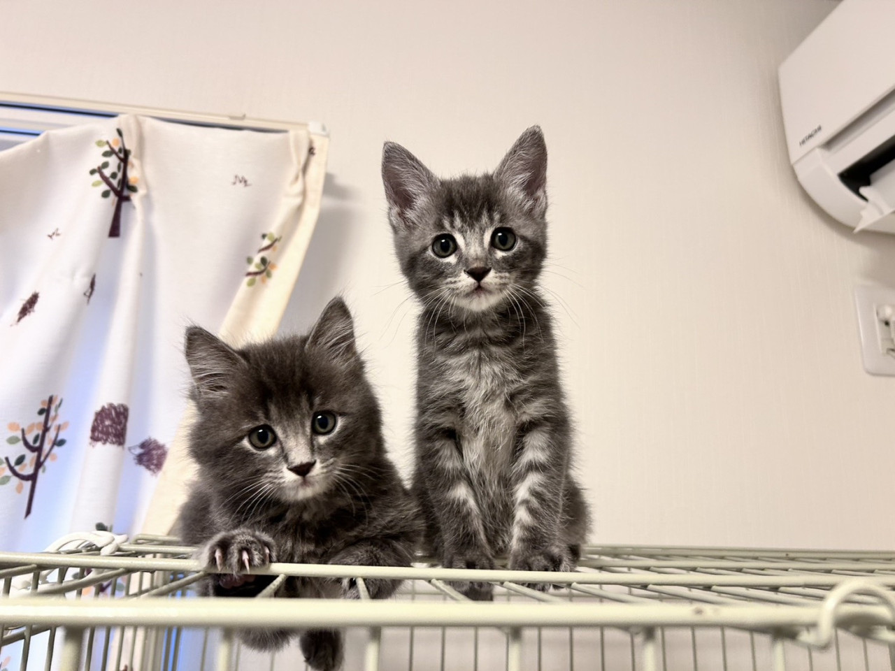 12/20.21　毎週譲渡会を開催！