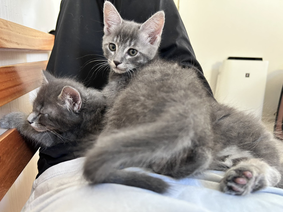 ふわふわグレーの兄弟