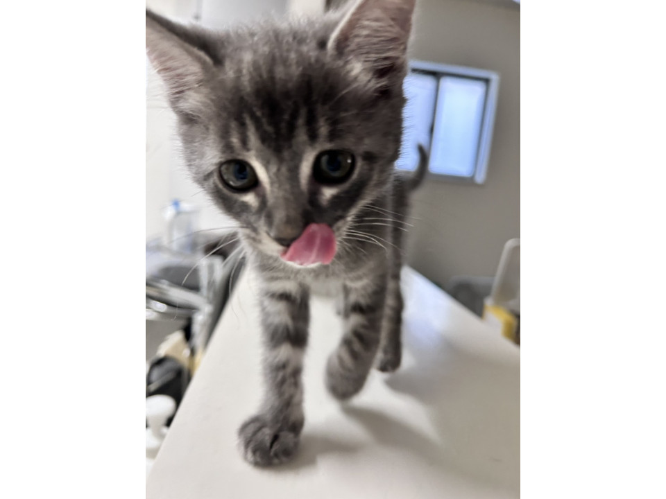 ふわふわグレートラの兄弟