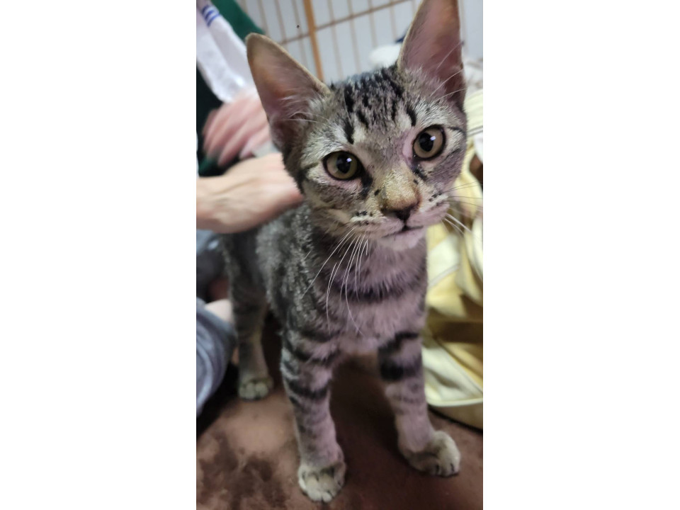 丸顔で可愛らしい男の子