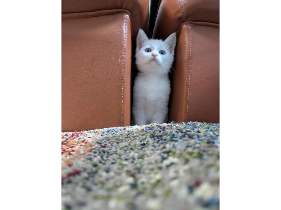 白い毛と綺麗な水色の目が素敵な男と子