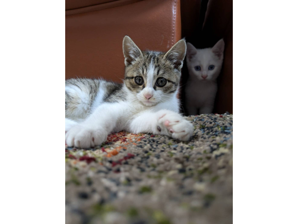 くるくるの丸い目が可愛らしい男と子