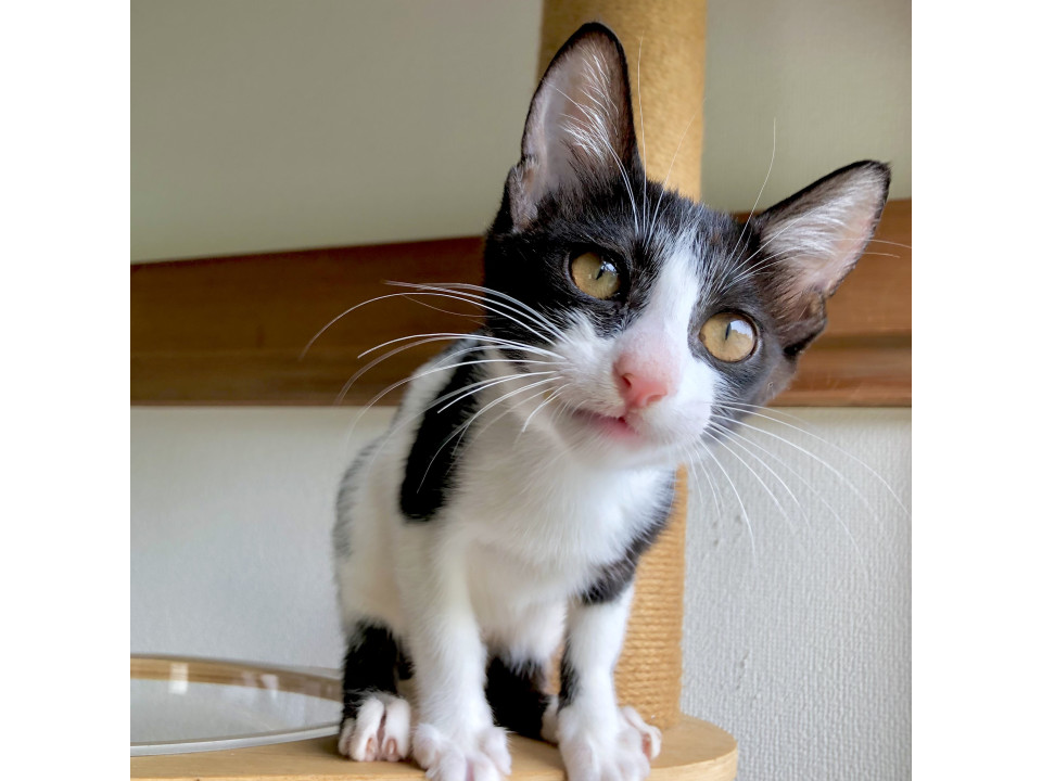 20、21日譲渡会お見合い可能！