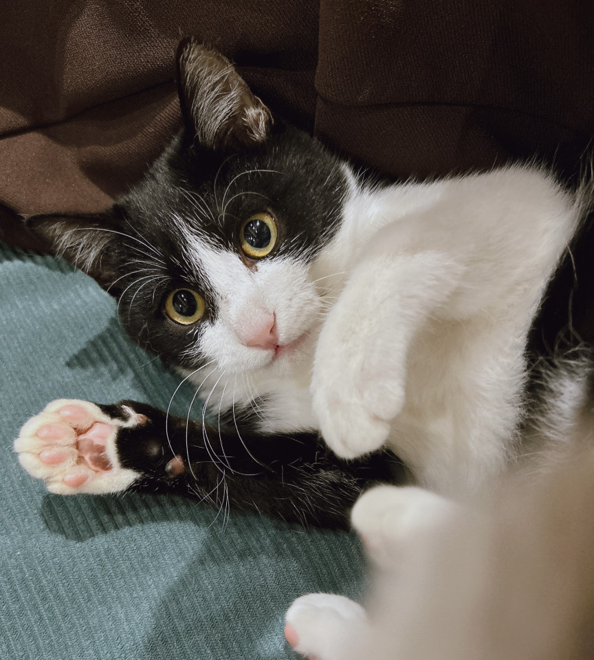 可愛いハチワレくん