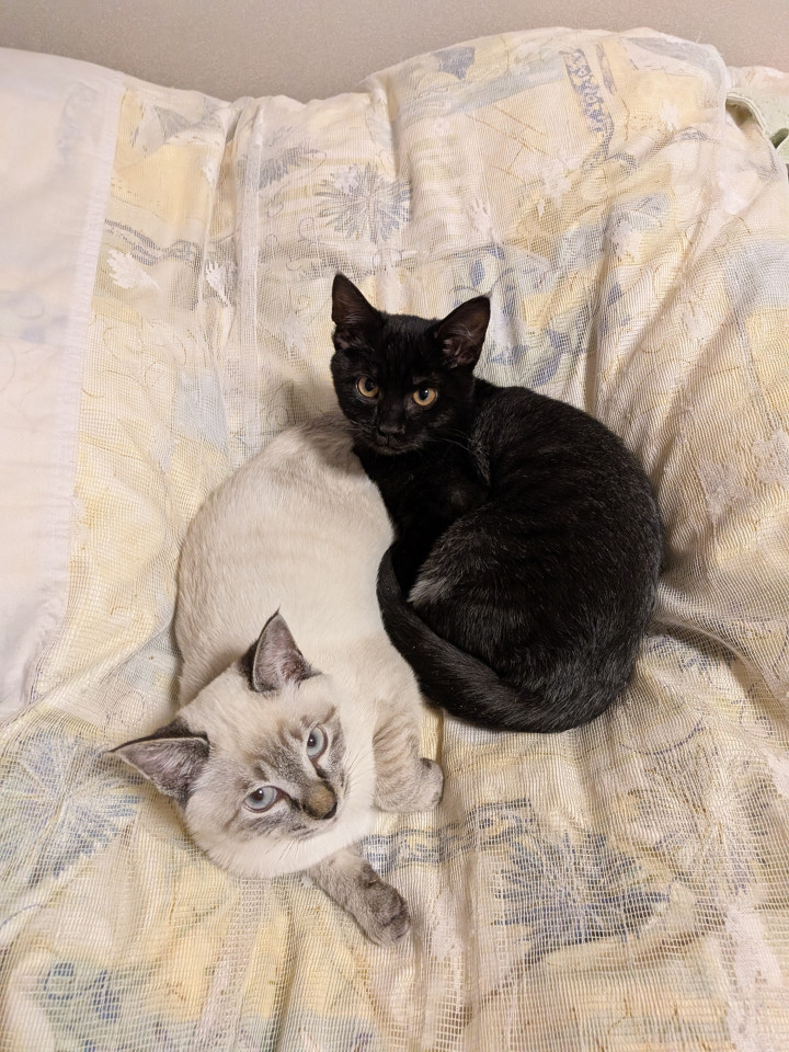 シロちゃんとクロ助