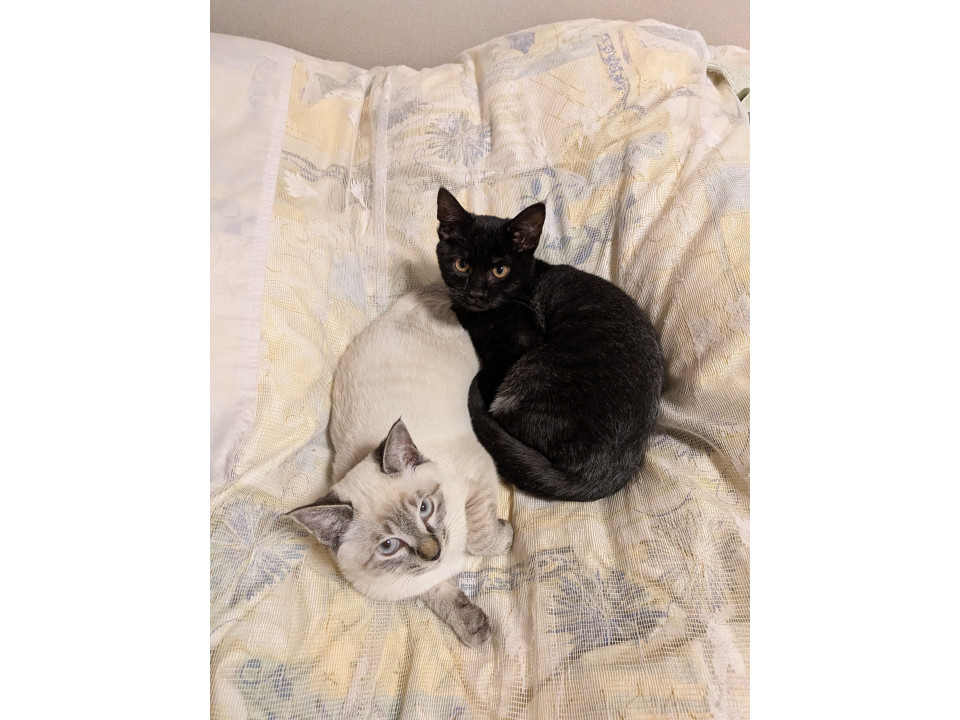 シロちゃんとクロ助