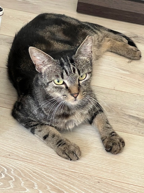 人が大好き　膝ねこ　ポコちゃん