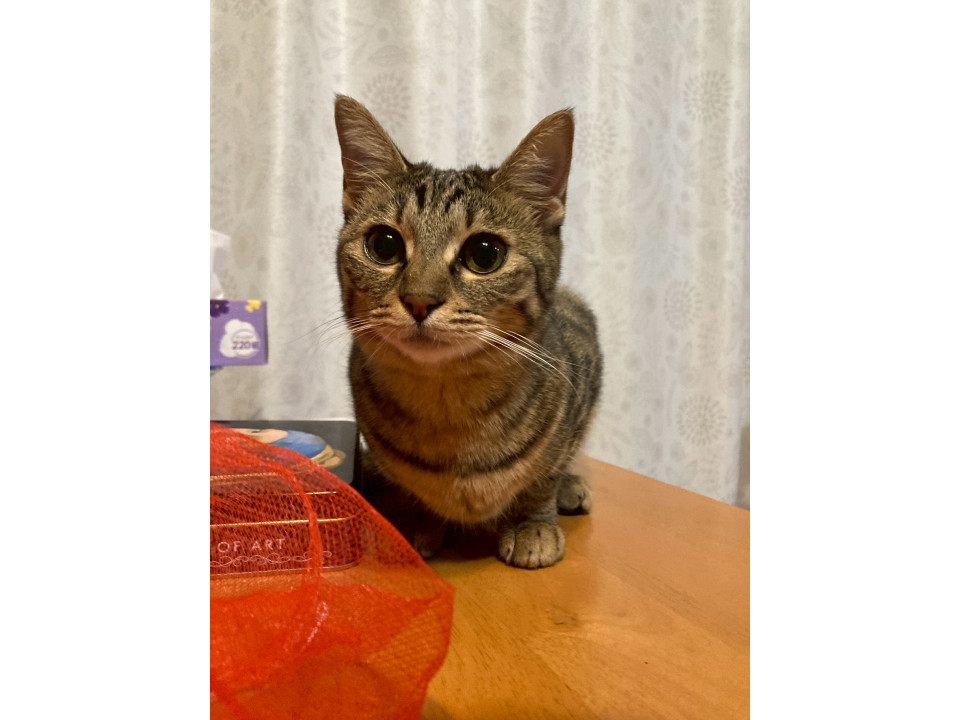 hiroko＊1/18譲渡会