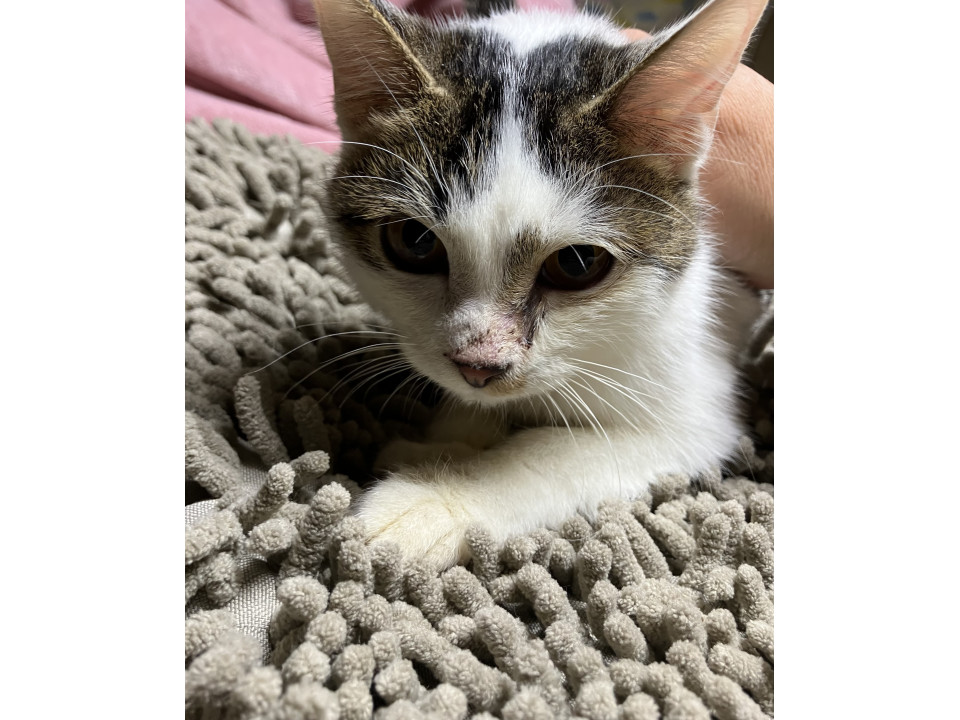 オリー＊1/18譲渡会