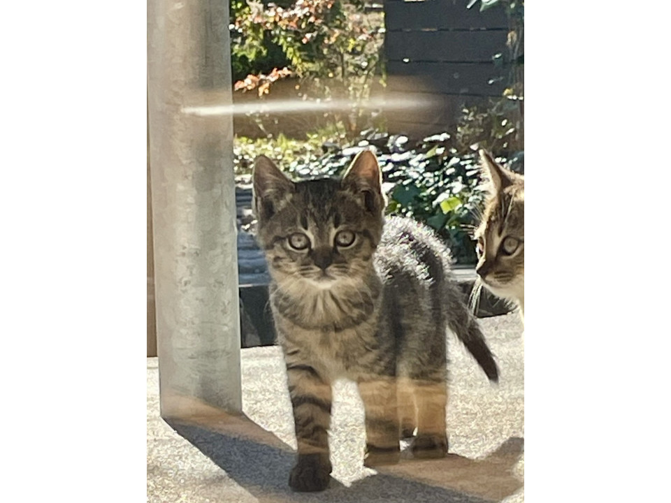 可愛い茶トラの子猫