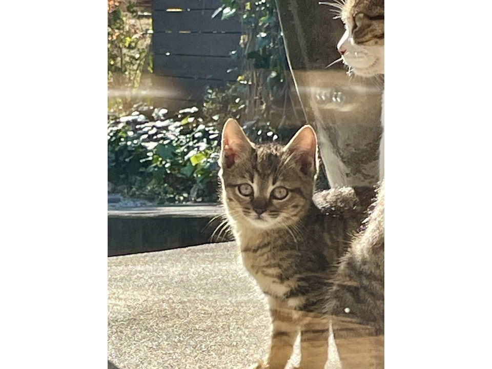 地域猫で生まれた茶トラの子