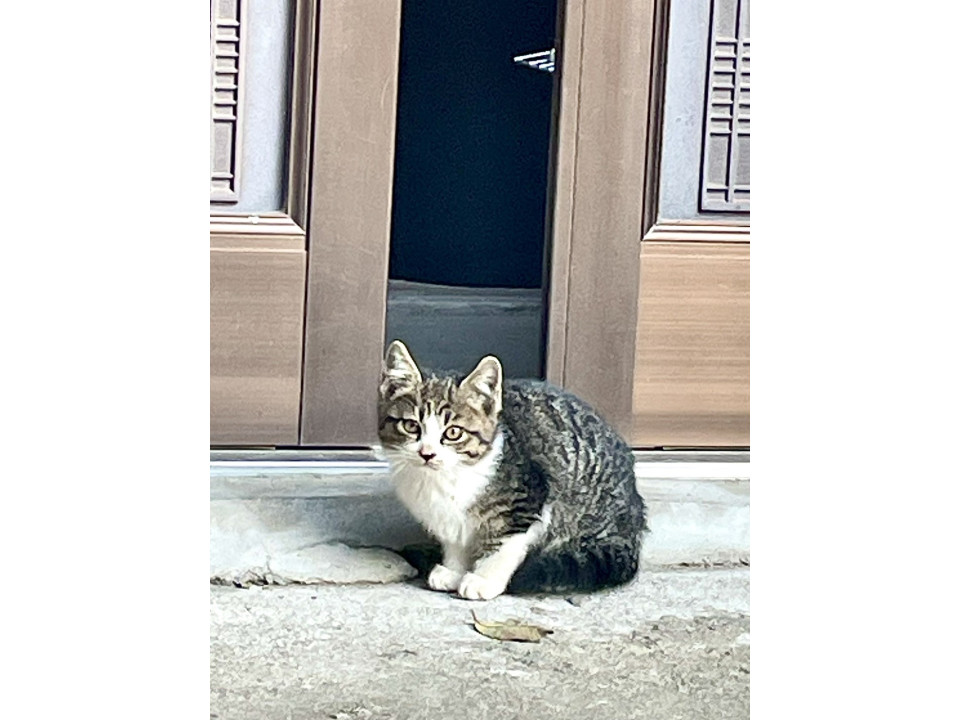 2ヶ月のキジ白の子猫