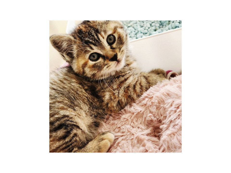 まんまるお顔のモカちゃん