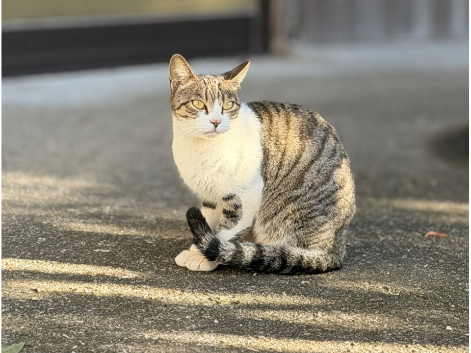 推定2歳のママ猫